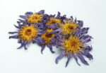 Blauwe Lotus Bloem Bio (Amaya’s Alchemy) 15 of 50g hele bloemen – Whole Blue Lotus - Afbeelding 2