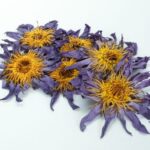 Blauwe Lotus Tincture – Extract 50:1 (Amaya’s Alchemy) 20ml Blue Lotus - Afbeelding 2