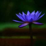 Blauwe Lotus Tincture – Extract 50:1 (Amaya’s Alchemy) 20ml Blue Lotus - Afbeelding 3